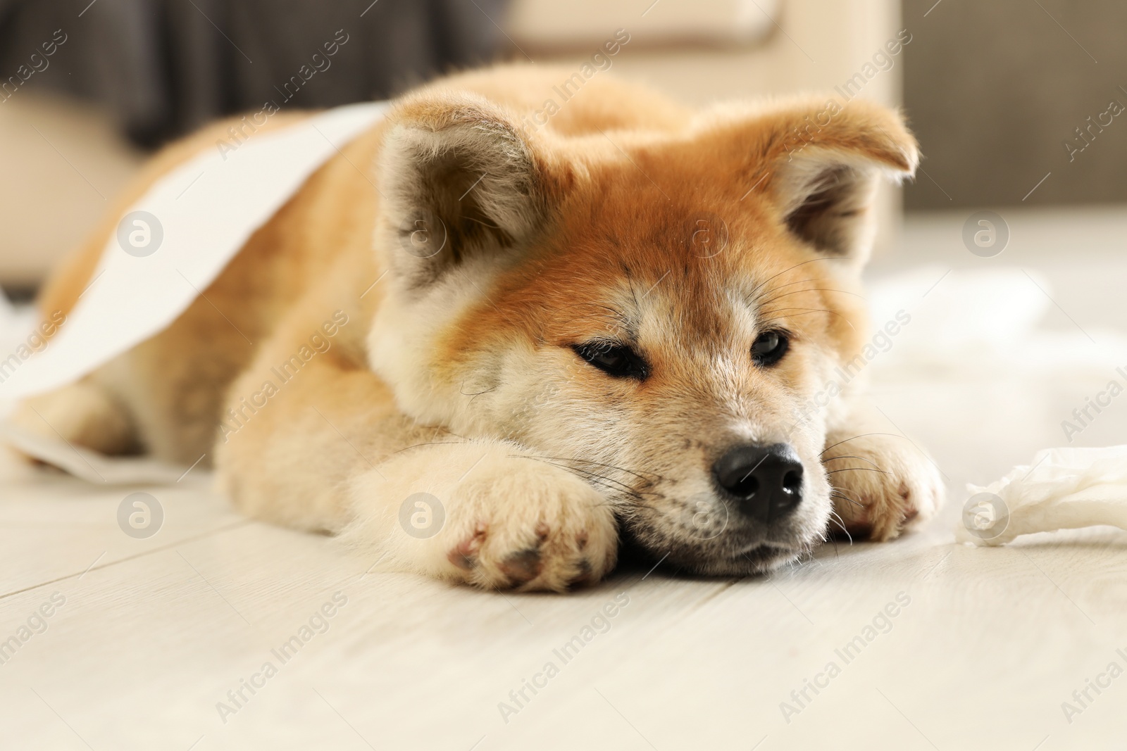 Photo of Cute akita inu puppy lying on floor indoors