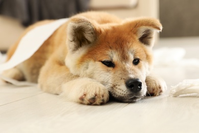 Photo of Cute akita inu puppy lying on floor indoors