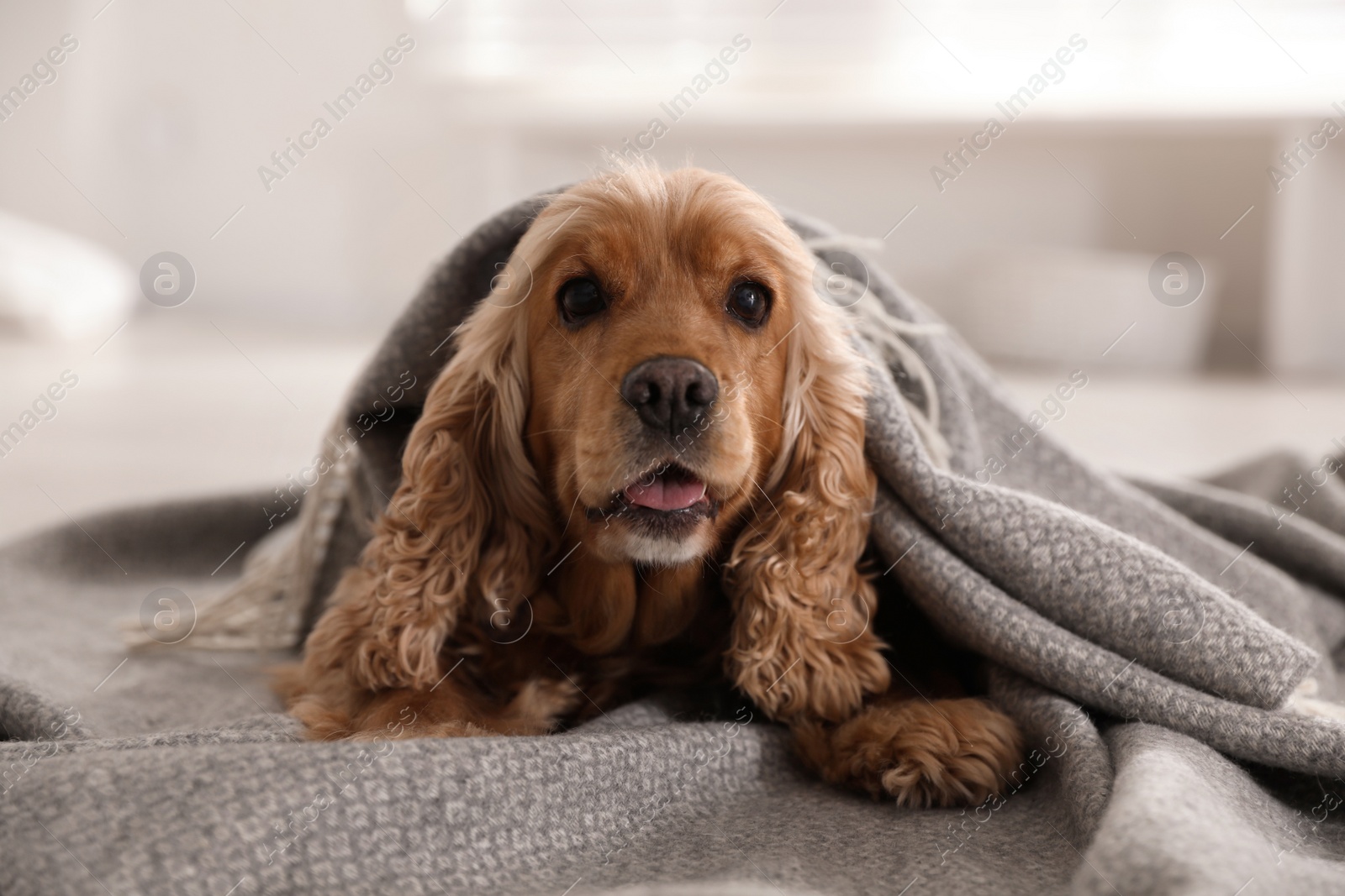 Photo of Cute English cocker spaniel dog with grey plaid on floor