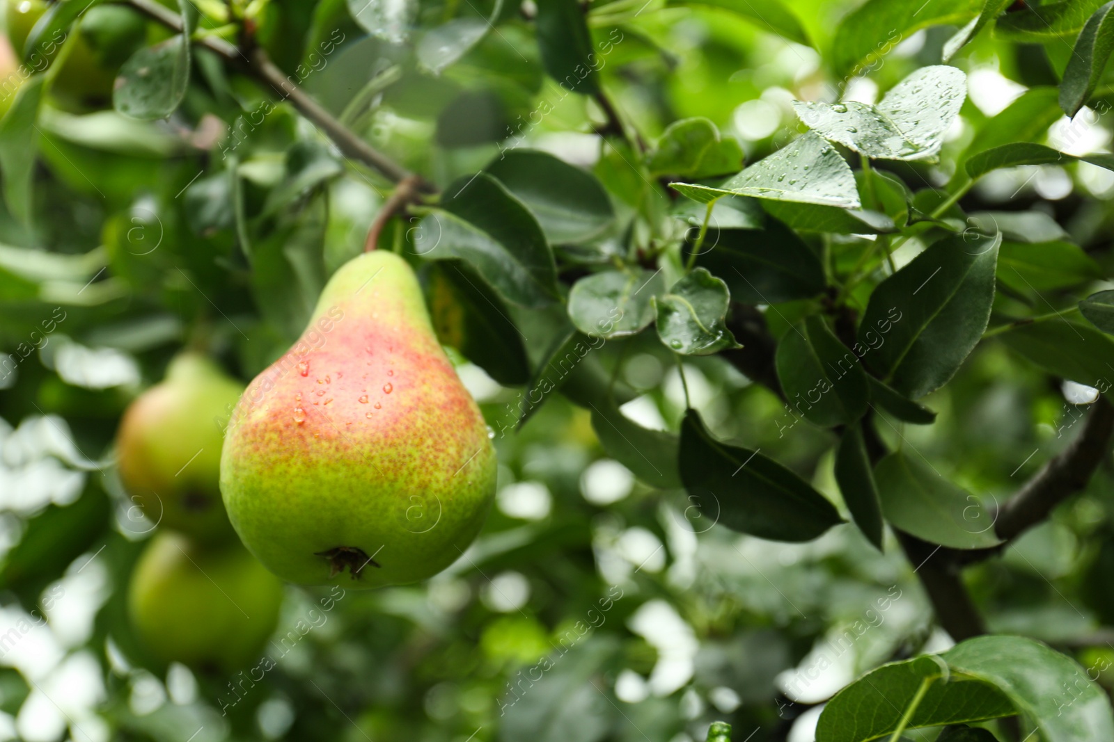 Photo of Ripe pears on tree branch in garden after rain