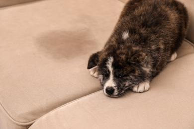 Cute Akita inu puppy near wet spot on sofa. Untrained dog