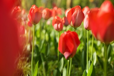 Beautiful red tulips growing outdoors on sunny day, closeup