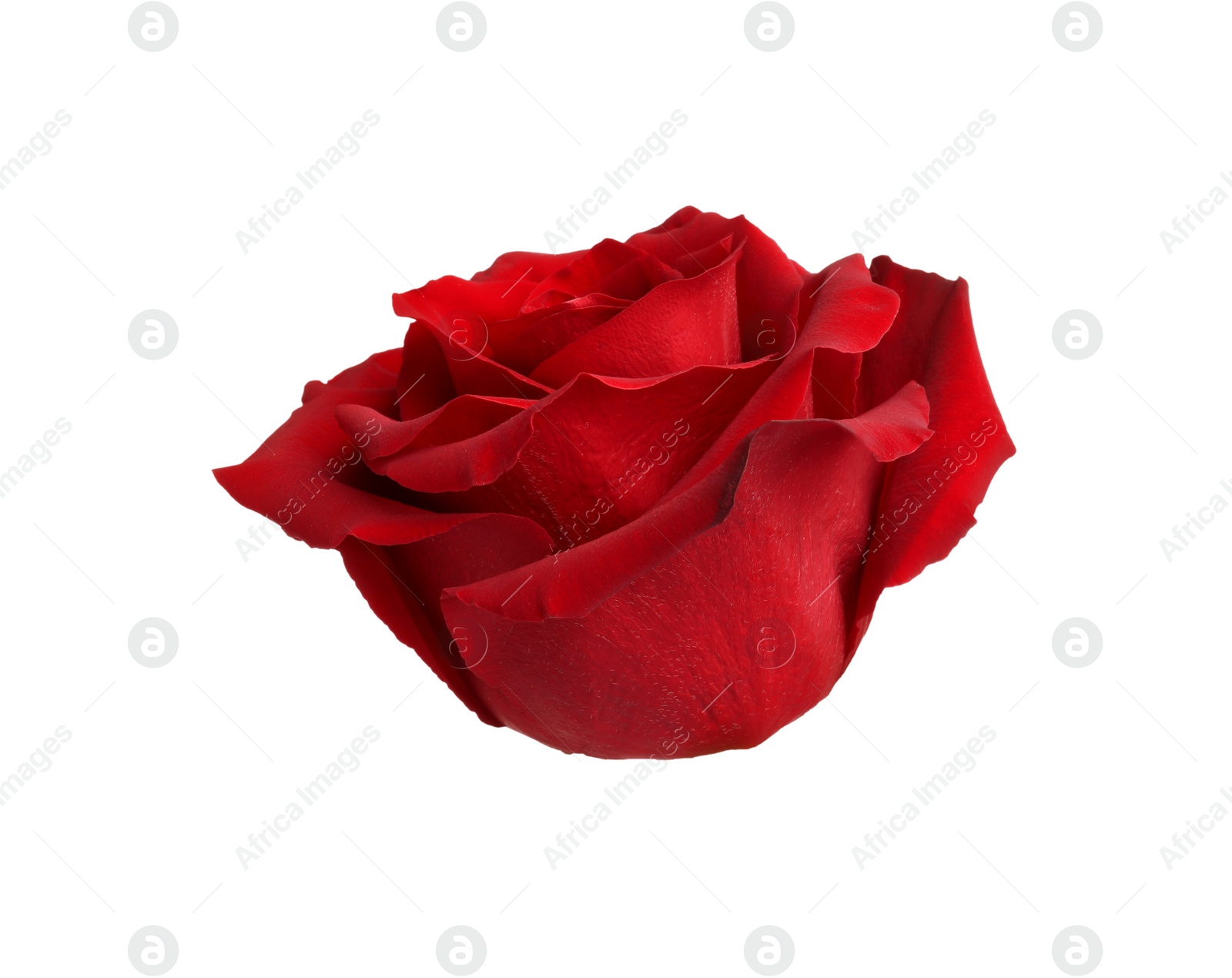 Photo of Beautiful fresh red rose isolated on white