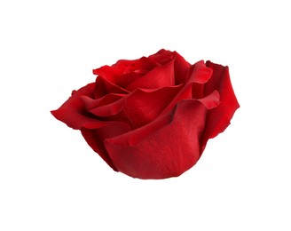 Photo of Beautiful fresh red rose isolated on white