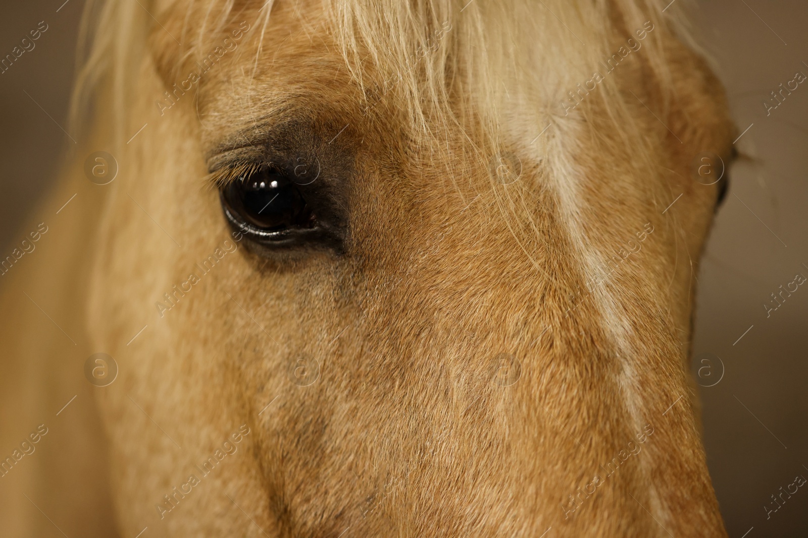 Photo of Adorable horse on blurred background, closeup. Lovely domesticated pet