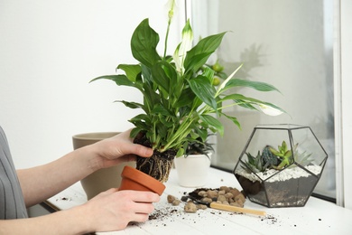 Woman transplanting home plant into new pot on window sill, closeup