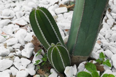 Photo of Beautiful Pachycereus cactus growing outdoors. Succulent plant