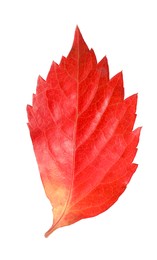 One beautiful red leaf isolated on white. Autumn season