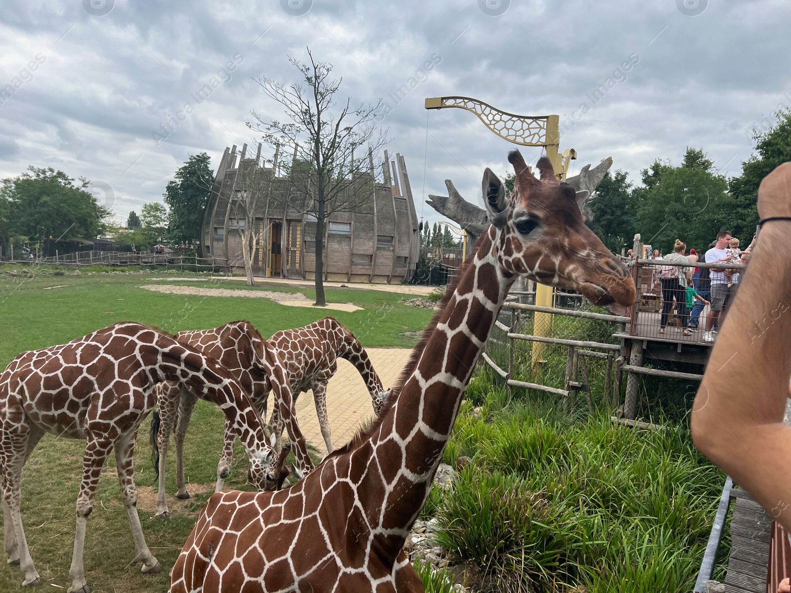 Photo of Rotterdam, Netherlands - August 27, 2022: Group of beautiful giraffes in zoo enclosure