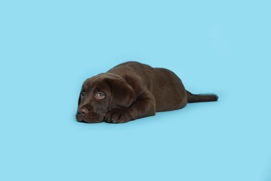 Photo of Cute chocolate Labrador Retriever puppy lying on light blue background