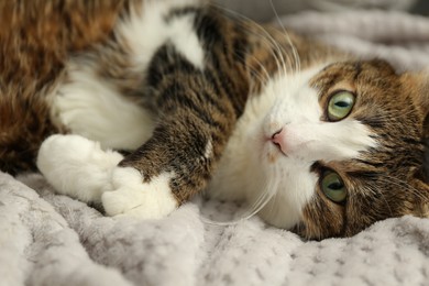 Photo of Cute pet. Cat with green eyes lying on soft blanket at home