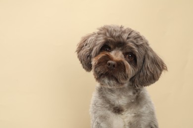 Photo of Cute Maltipoo dog on beige background, space for text. Lovely pet