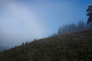 Photo of Trees growing on mountain hill in foggy morning