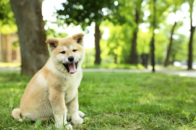 Photo of Funny adorable Akita Inu puppy looking into camera in park, space for text