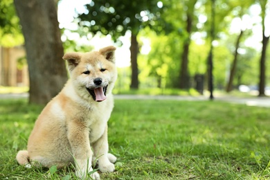 Funny adorable Akita Inu puppy looking into camera in park, space for text