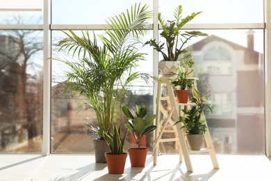 Different green potted plants near window at home