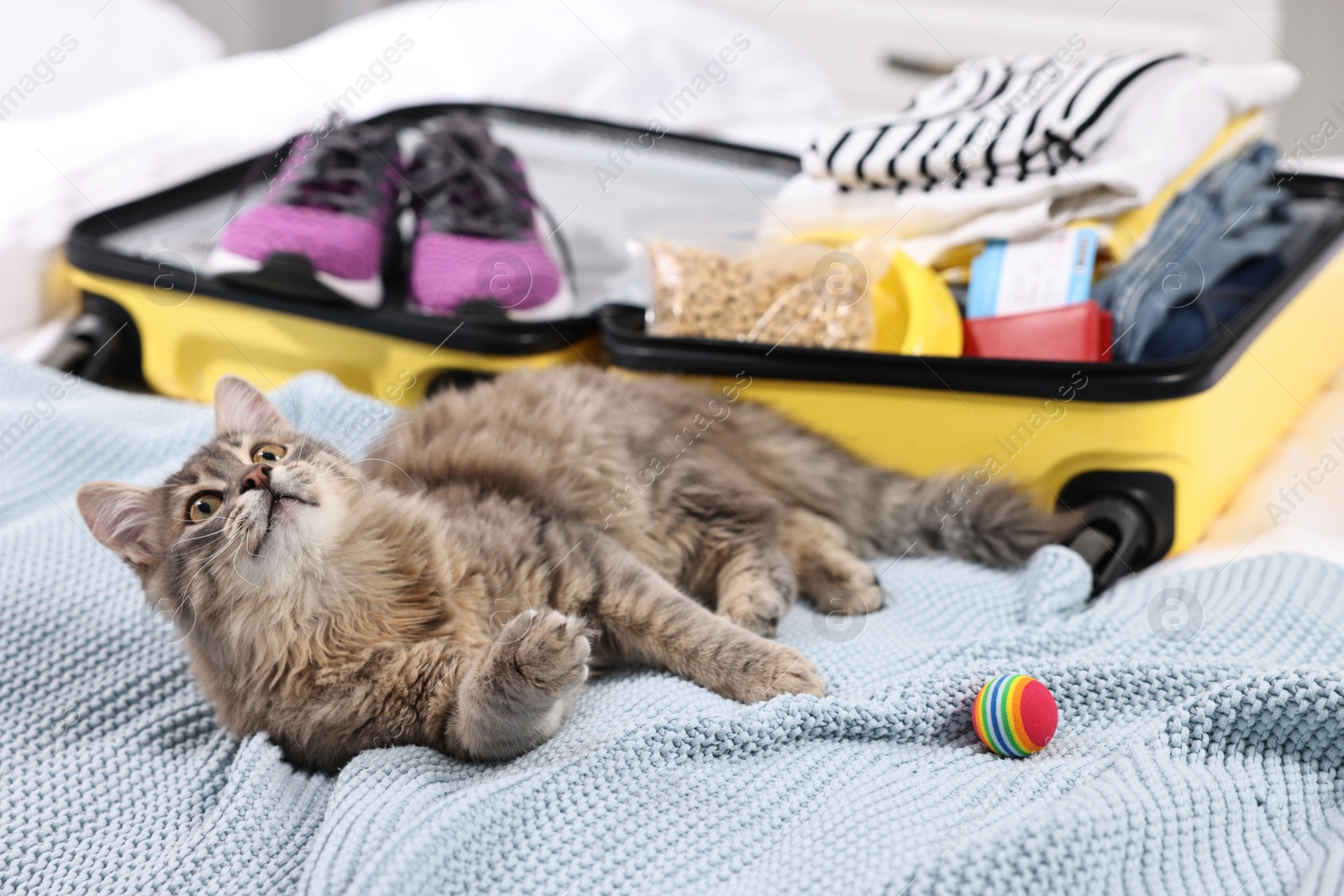 Photo of Travel with pet. Cat, ball, clothes and suitcase on bed indoors