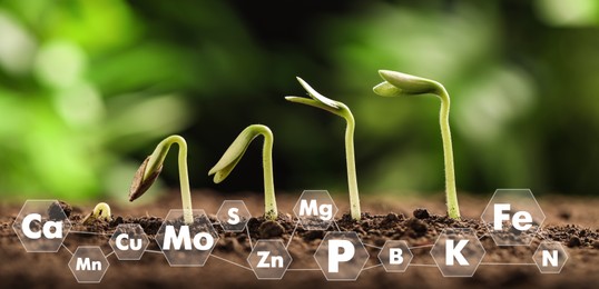 Young seedlings growing in soil and scheme with chemical elements