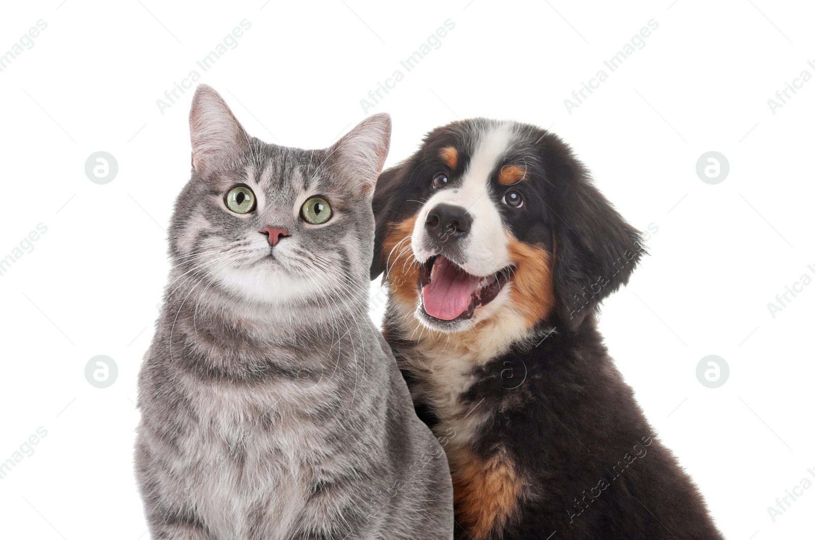 Image of Adorable cat and dog on white background. Cute friends