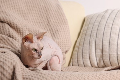 Photo of Beautiful Sphynx cat relaxing on sofa at home, space for text. Lovely pet