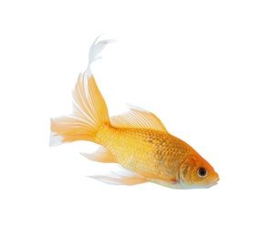 Beautiful bright small goldfish isolated on white