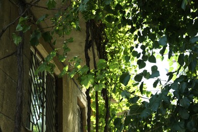 Photo of Fresh grapes growing on bunch near building outdoors