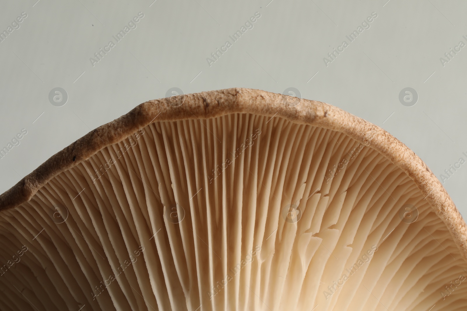 Photo of Macro photo of oyster mushroom on light grey background