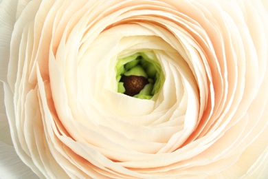 Photo of Beautiful ranunculus flower as background, macro view