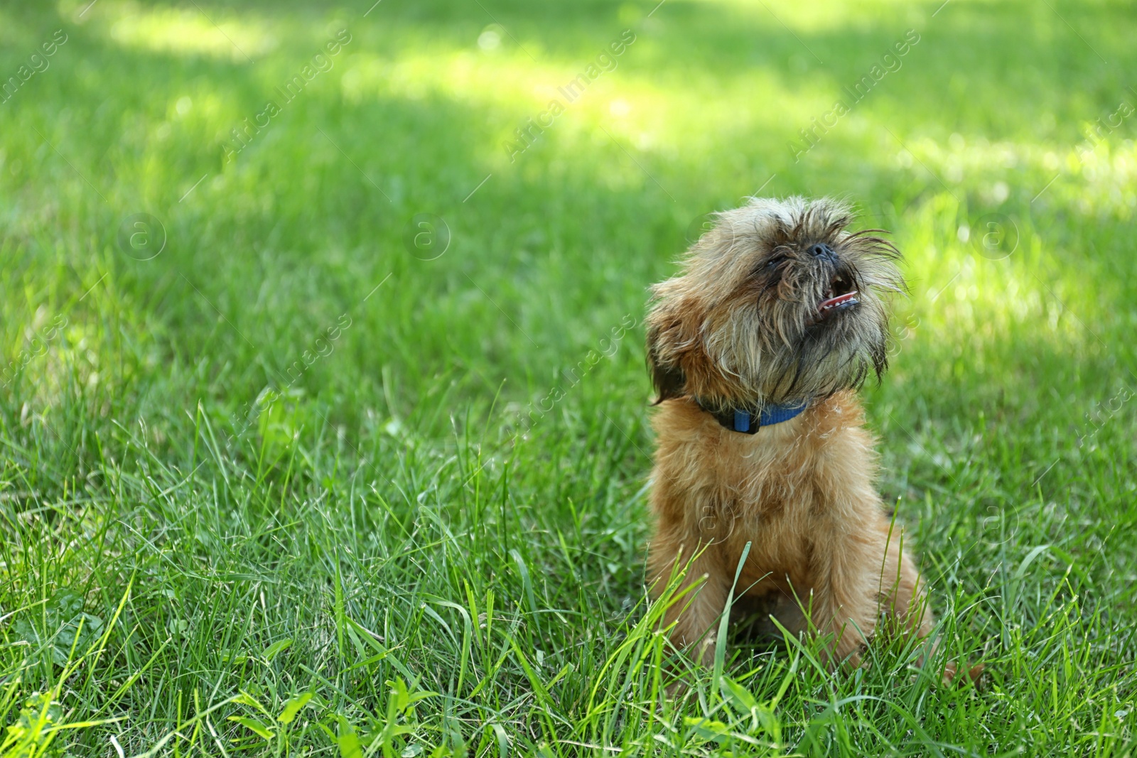 Photo of Cute fluffy dog on green grass in park. Space for text