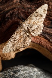 Photo of Alcis repandata moth on wooden tree near stone, closeup