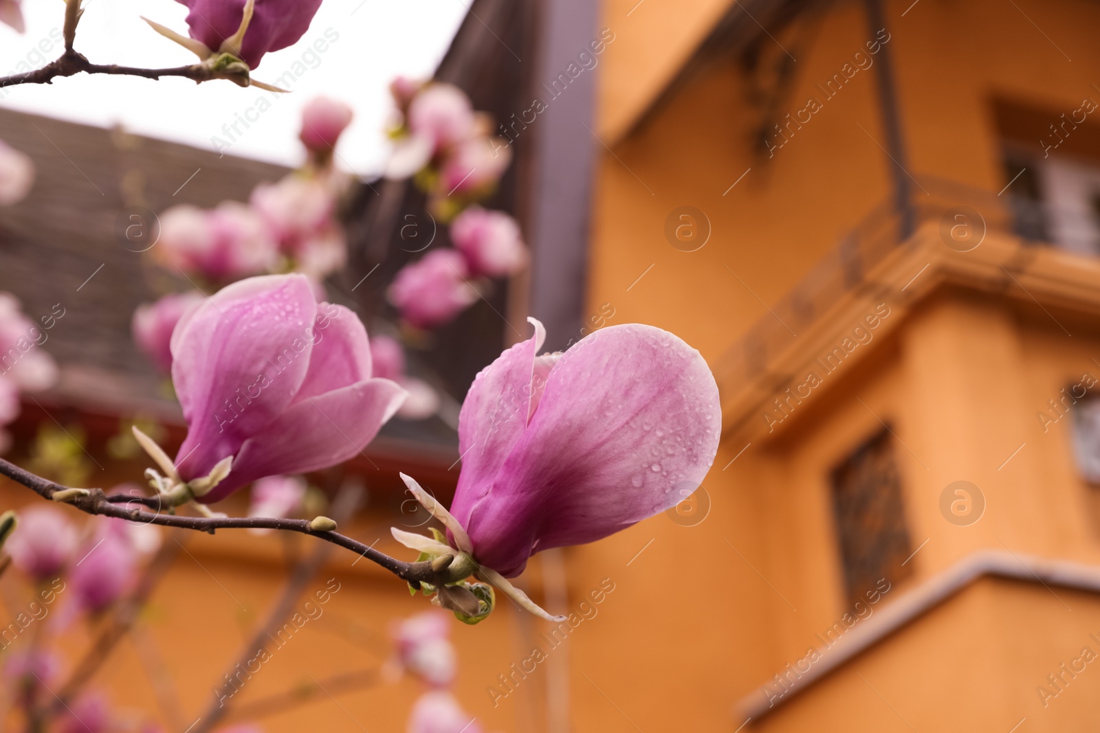 Photo of Beautiful magnolia tree with pink blossom outdoors, closeup. Spring season