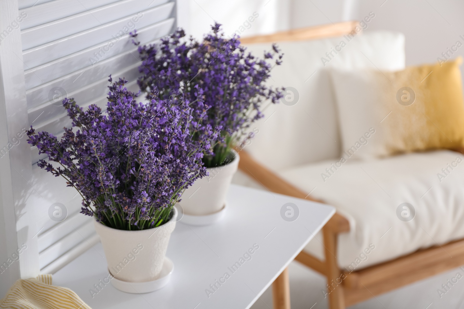 Photo of Beautiful lavender flowers on table indoors. Space for text