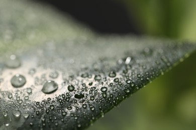 Closeup view of beautiful green leaf with dew drops