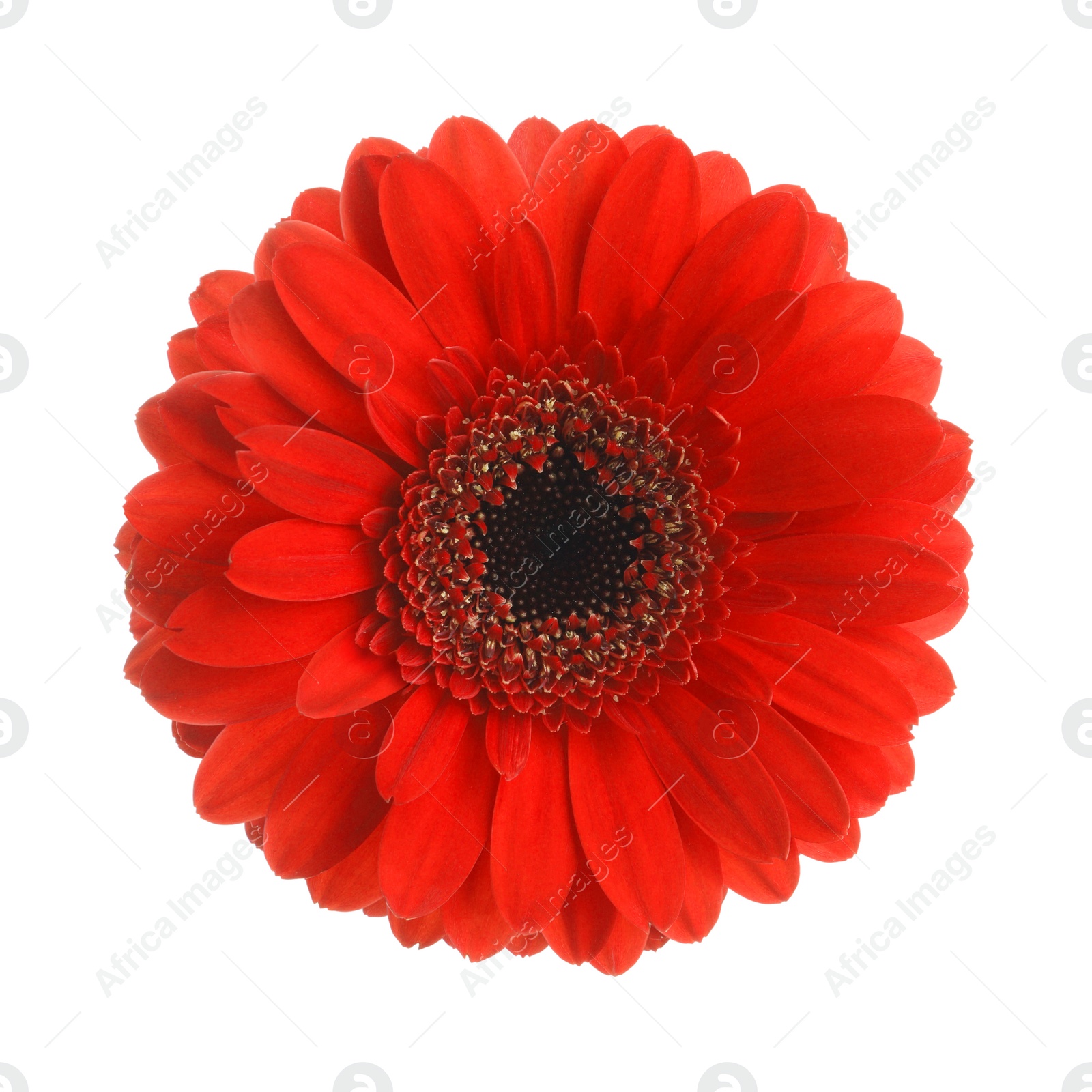 Image of Beautiful red gerbera flower on white background