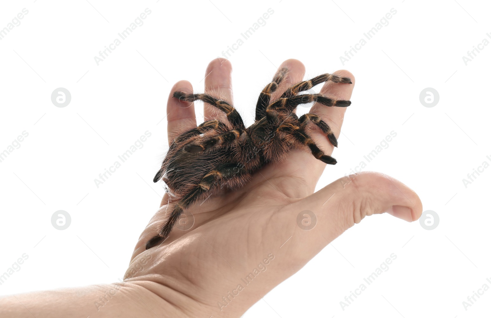 Photo of Man holding striped knee tarantula on white background, closeup