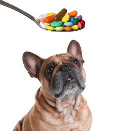 Image of Vitamins for pets. Cute dog and spoon with different pills on white background