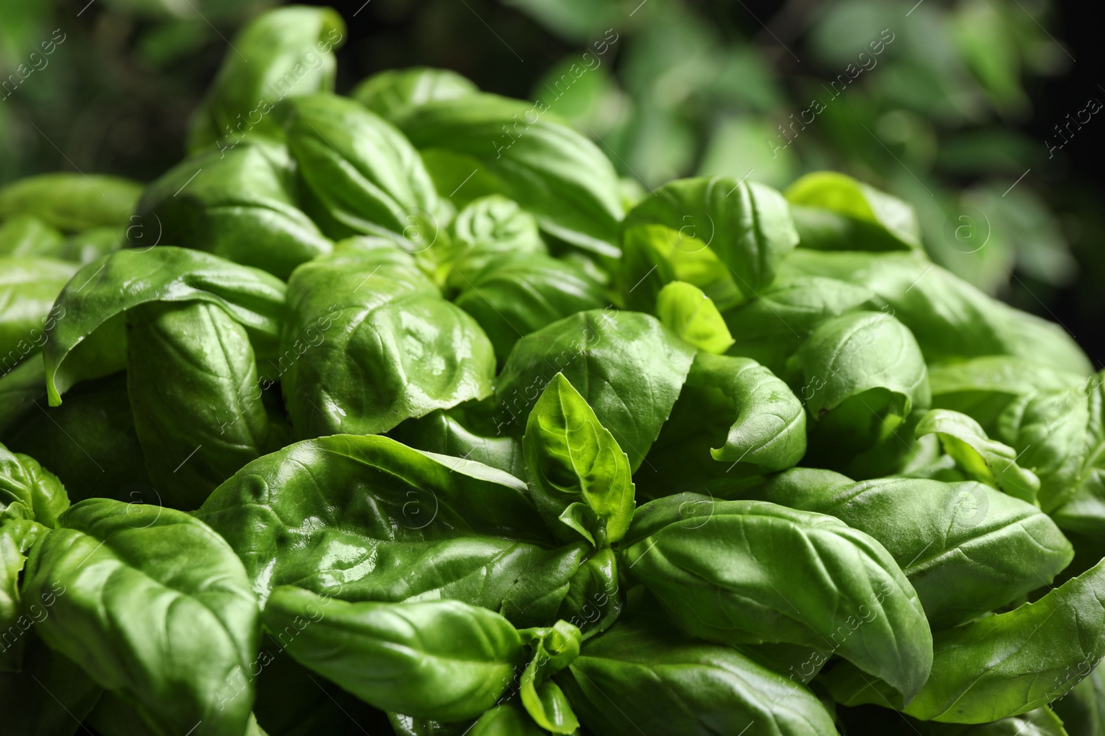 Photo of Closeup view of fresh green basil leaves