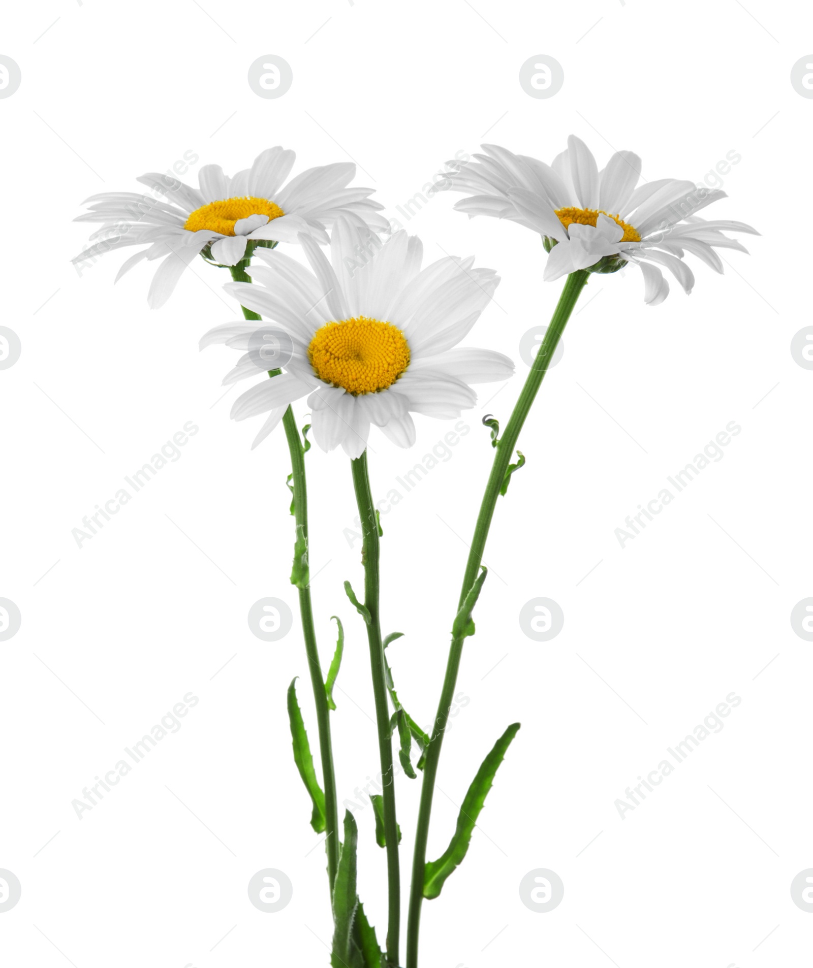 Photo of Beautiful chamomile flowers on white background