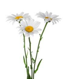 Beautiful chamomile flowers on white background