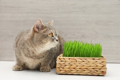 Photo of Cute cat near fresh green grass on white surface