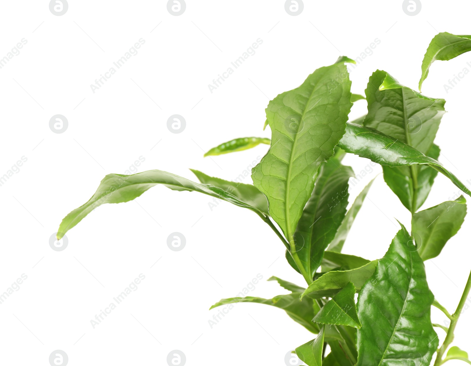 Photo of Green leaves of tea plant on white background