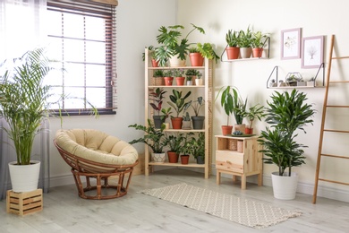 Stylish room interior with different home plants