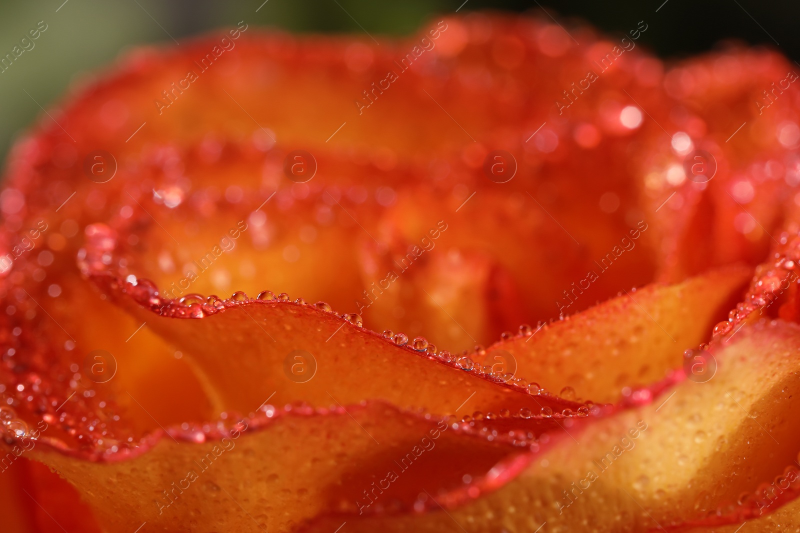 Photo of Closeup view of beautiful blooming rose with dew drops