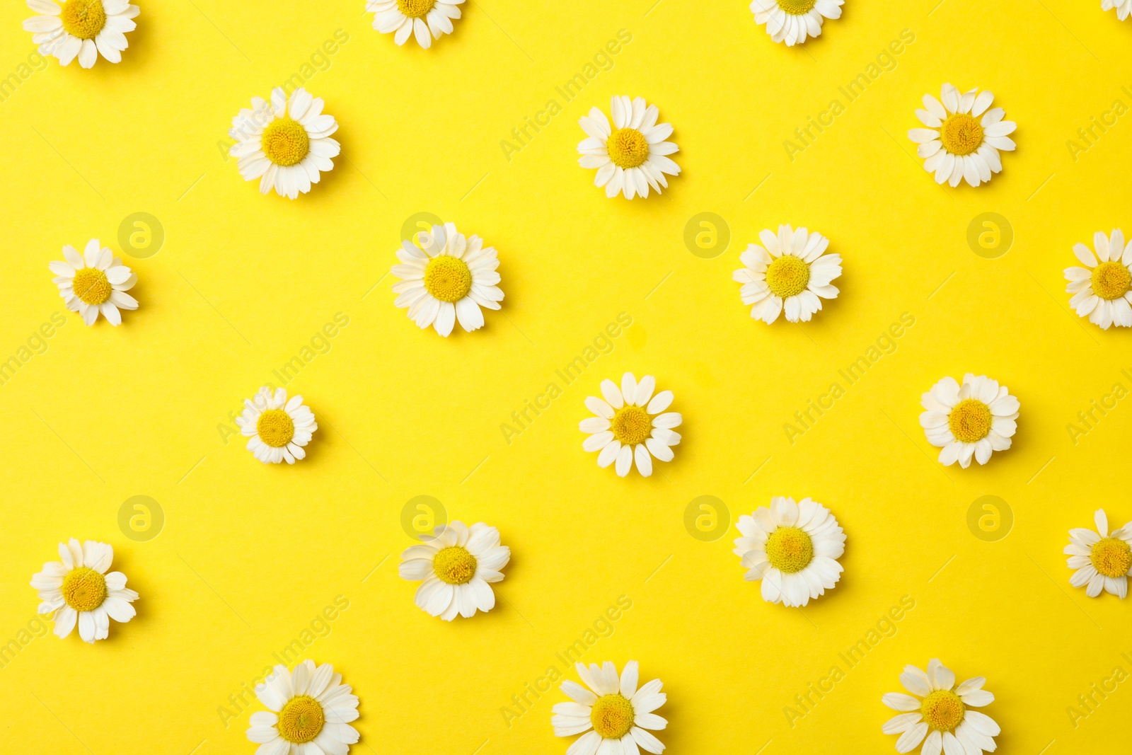 Photo of Flat lay composition with fresh chamomiles on yellow background