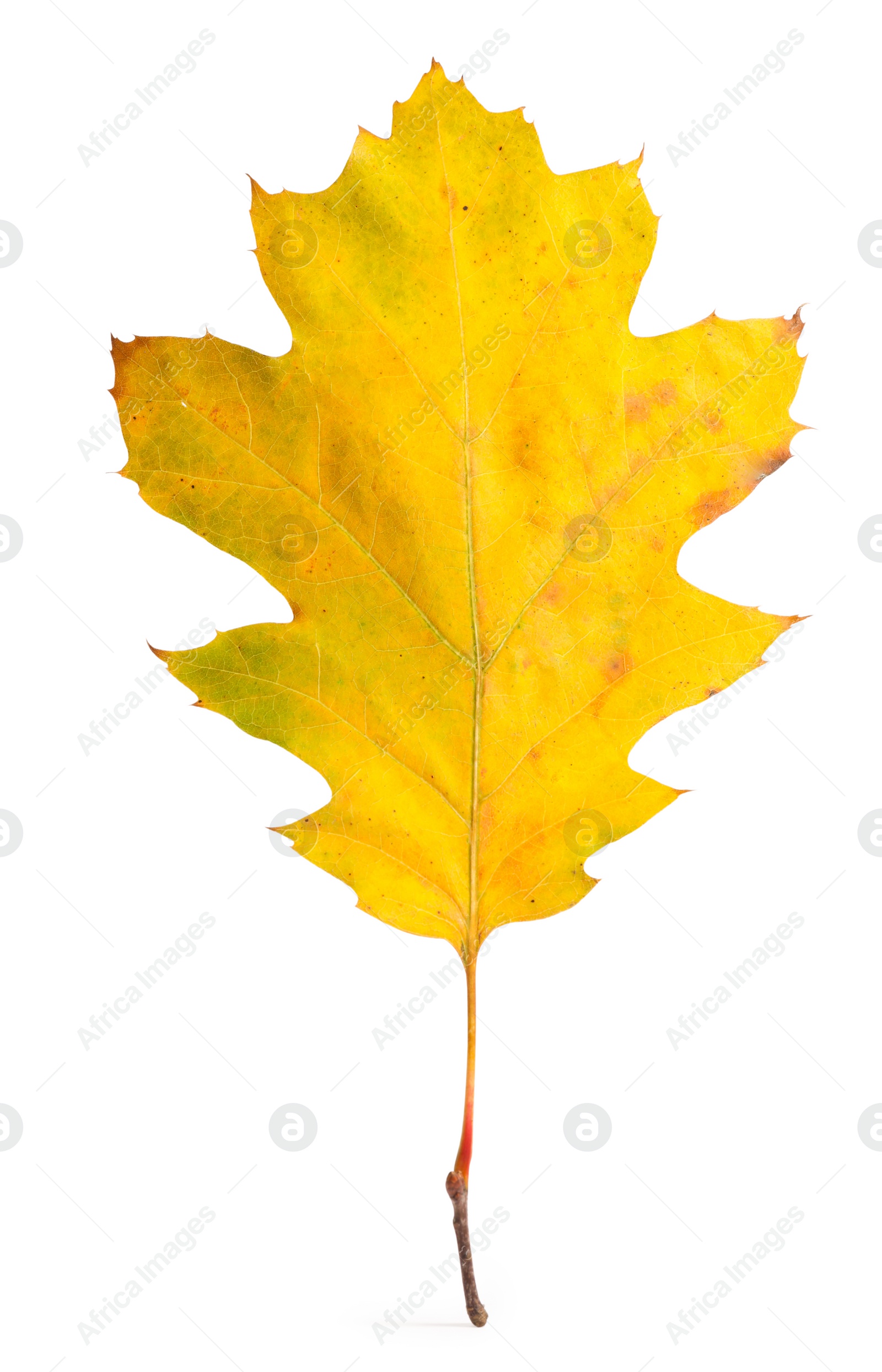 Photo of Autumn season. One yellow leaf isolated on white