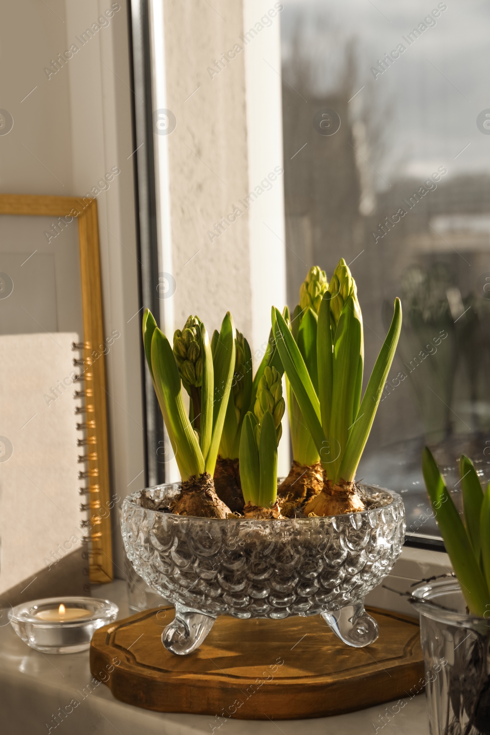 Photo of Beautiful bulbous plants and candle on windowsill indoors. Spring time