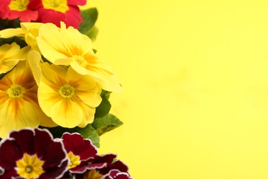 Photo of Beautiful primula (primrose) plants with colorful flowers on yellow background, space for text. Spring blossom