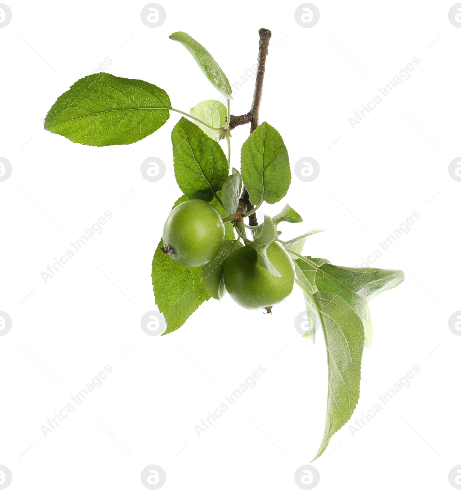 Photo of Tree branch with green apples isolated on white