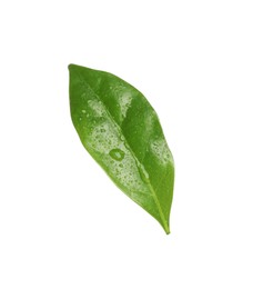 Leaf of coffee plant with water drops isolated on white