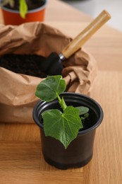 Seedling growing in pot with soil on wooden table